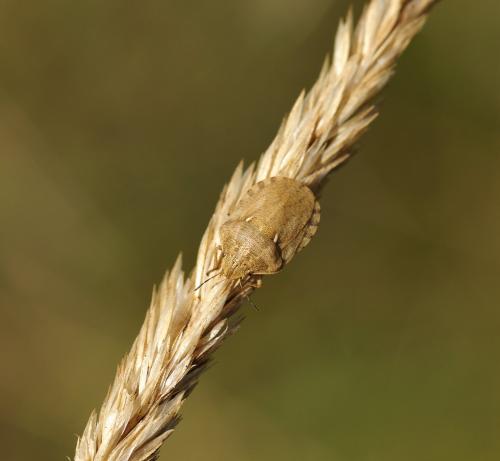 Eurygaster maura